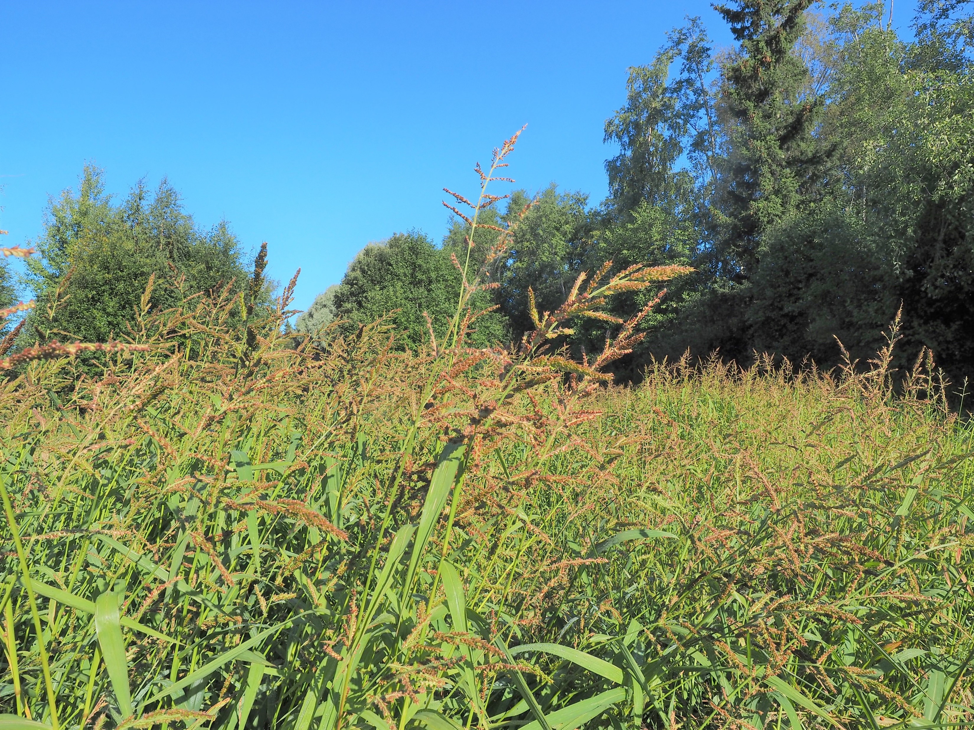 Rikkakananhirssi&auml; pellolla