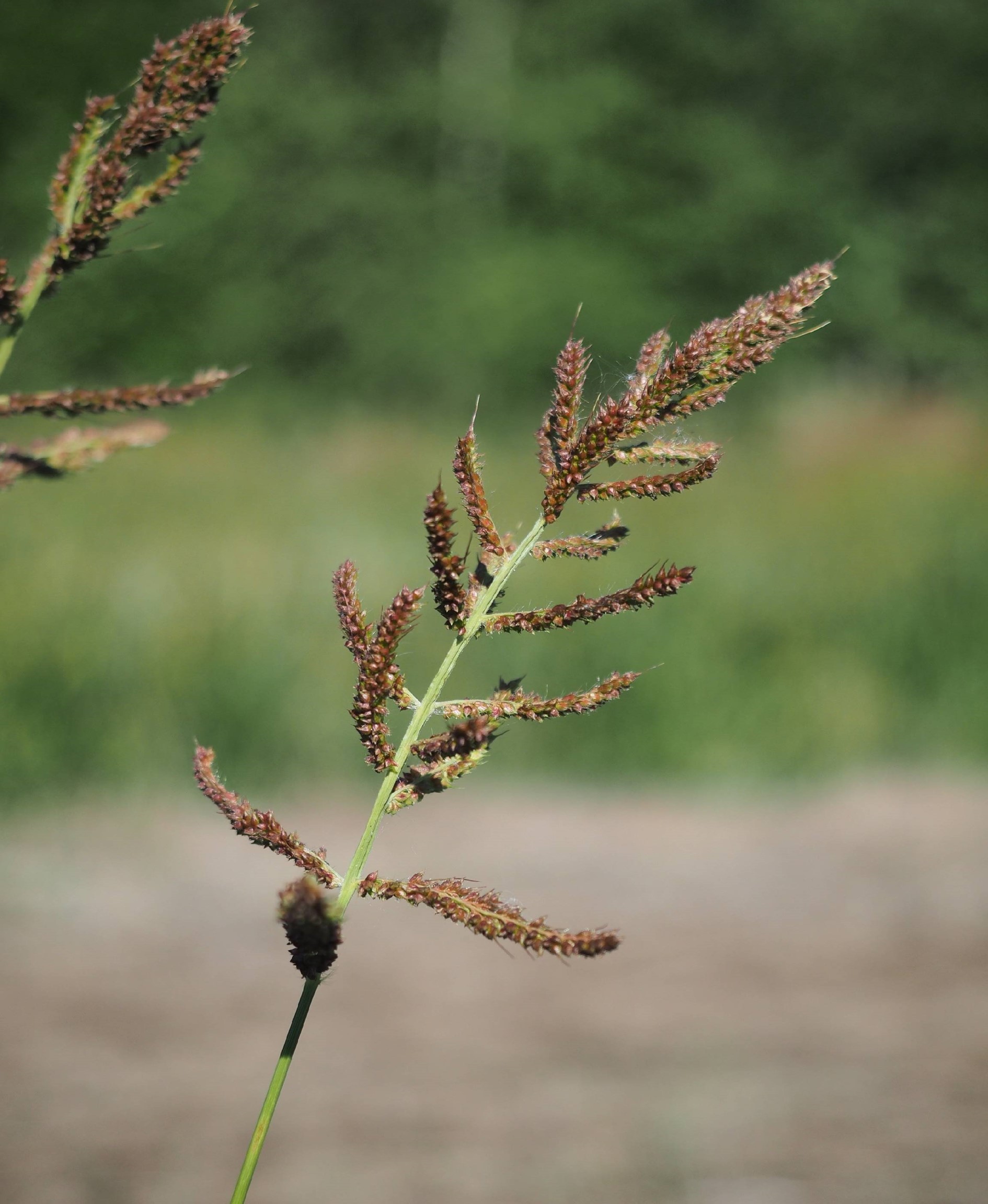 Rikkakananhirssin kukinto