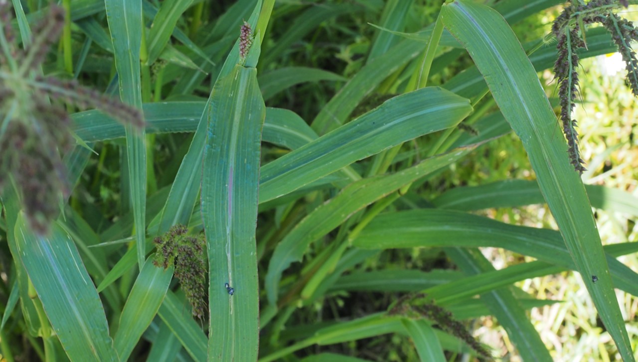 Rikkakananhirssin lehden keskell&auml; kulkee vaalea raita