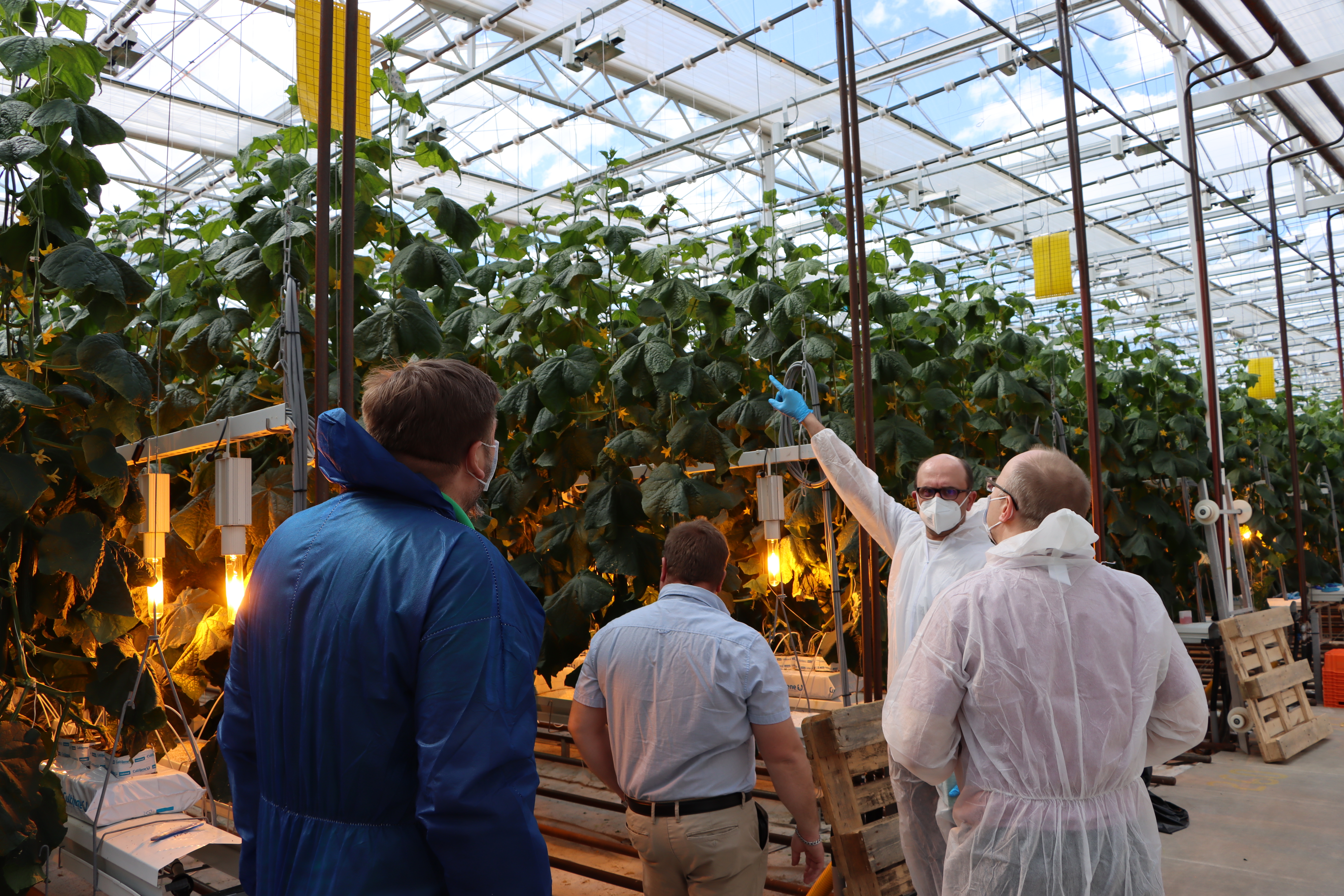 Henkilöitä kasvihuoneessa katsomassa kurkkujen kasvatusta.