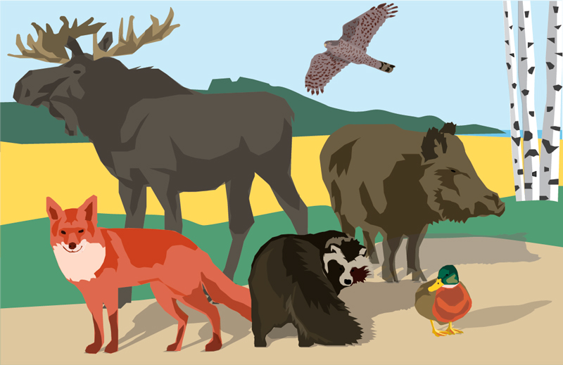 luonnonvaraisia el&auml;imi&auml;.