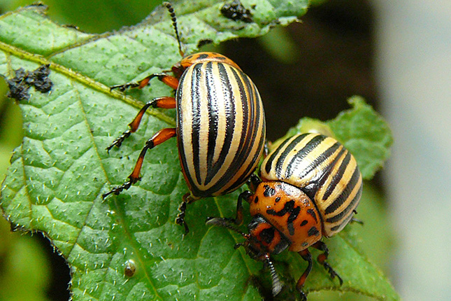 Kaksi aikuista koloradonkuoriaista lehdell&auml;
