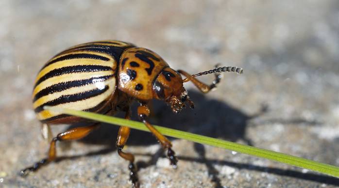 koloradoaikuinen. Kuva: Lauri M&auml;enp&auml;&auml;