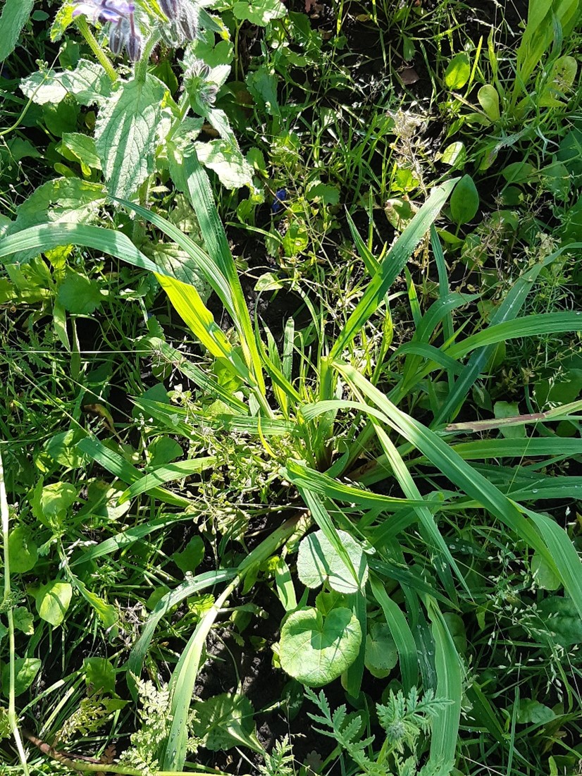 Rikkakananhirssin taimi, osassa lehti&auml; n&auml;kyy vaalea raita keskell&auml;