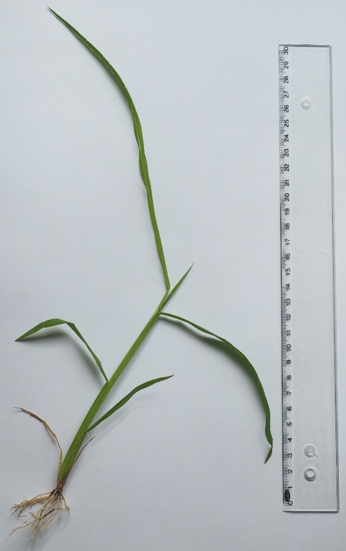 Rikkakananhirssin taimi