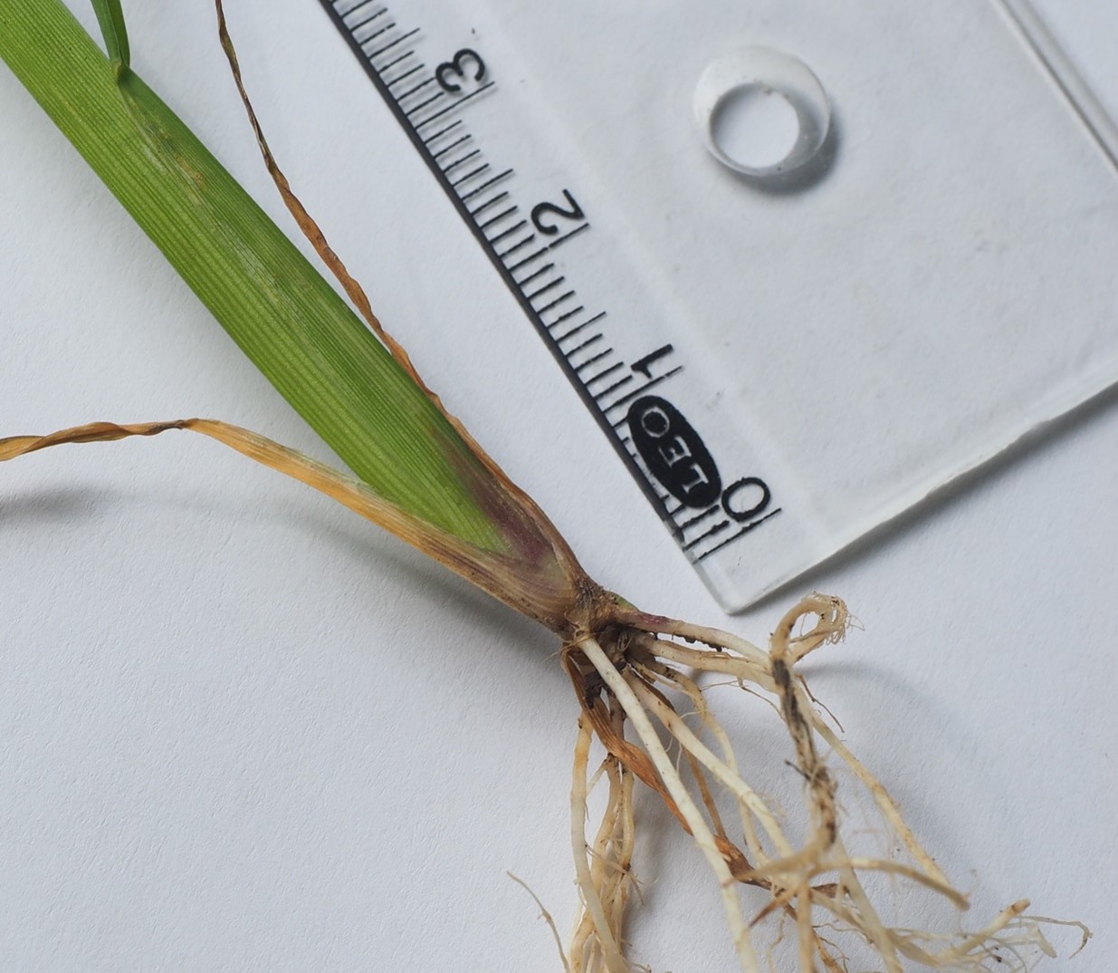 Rikkakananhirssin varren alaosa on litte&auml; ja siin&auml; on punertavuutta