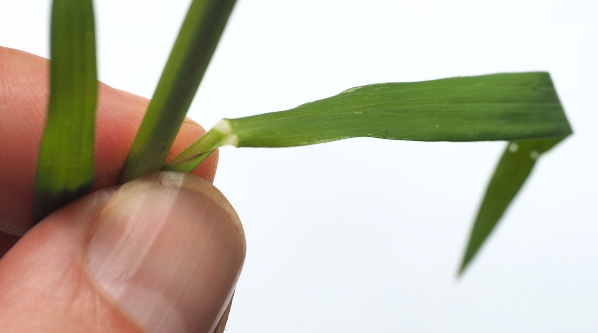 Rikkakananhirssin lehdess&auml; ei ole kielekett&auml;