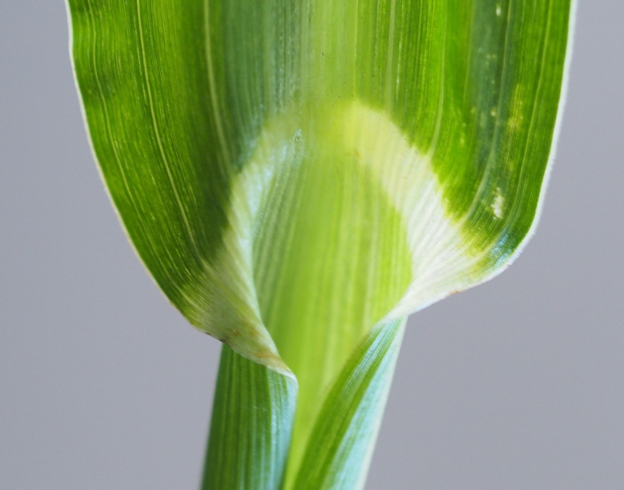 L&auml;hikuva rikkakananhirssin lehdest&auml;