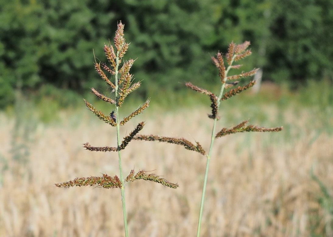 rikkakanahirssi, jonka r&ouml;yhyt haarat ovat avautuneet