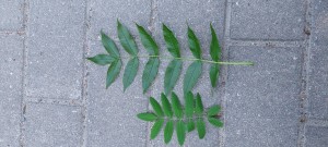 saarnen ja pihlajan lehdet vierekk&auml;in