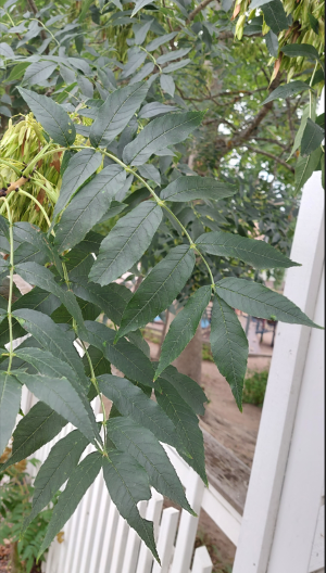 saarnen lehti&auml; puussa