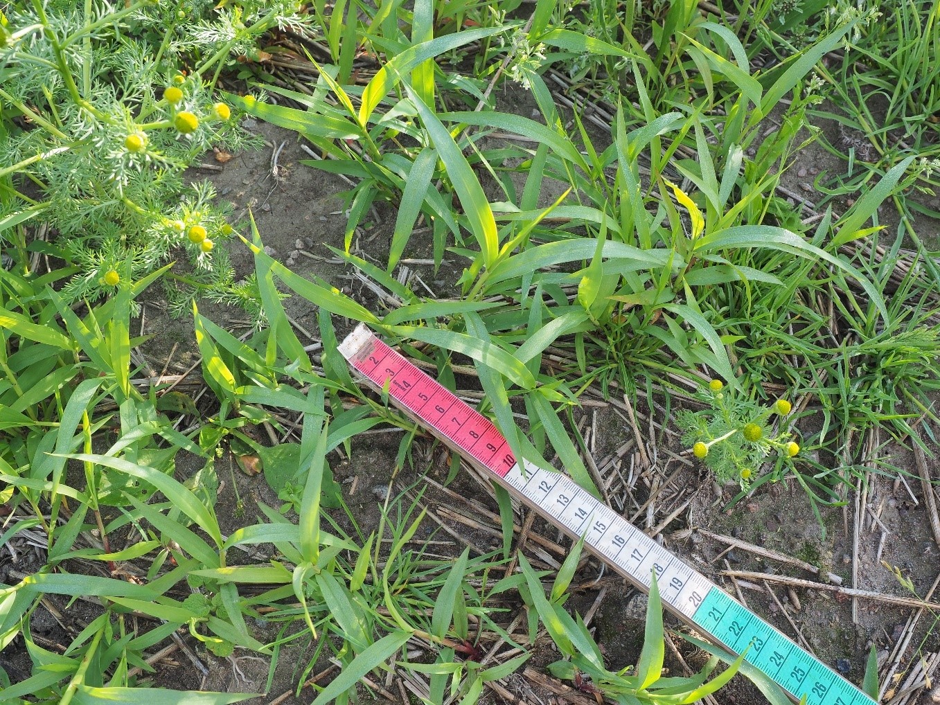 Viherpantahein&auml;n taimia