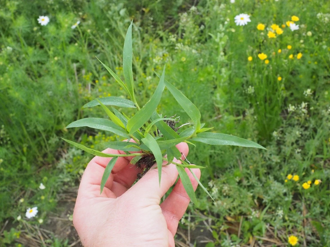 Viherpantahein&auml;n taimi