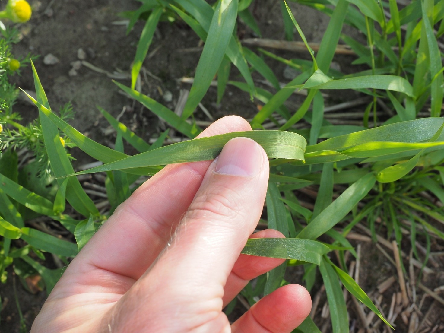 Viherpantahein&auml;n lehdet suippenevat k&auml;rke&auml; kohti