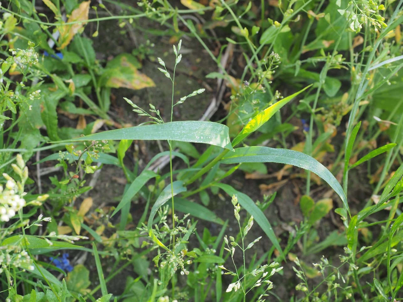 Kasvustossa kohti valoa kurkottava taimi