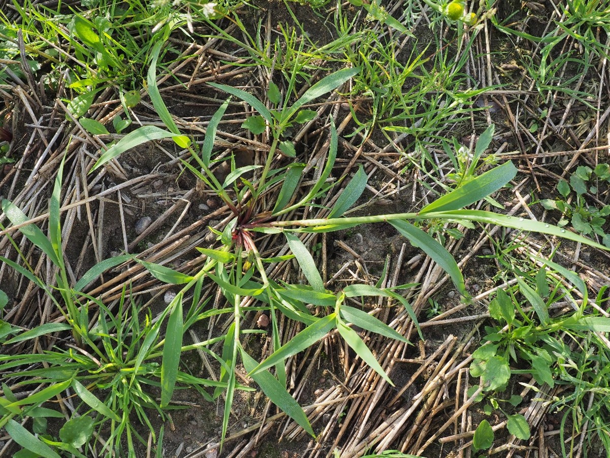 T&auml;ll&auml; taimella on monta haaraa ja sen kasvutapa on maanmy&ouml;t&auml;inen