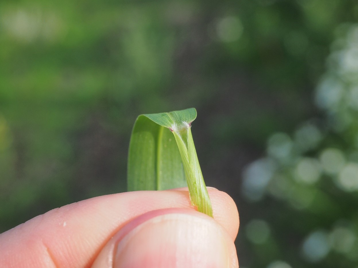 Viherpantahein&auml;ll&auml; on kielekkeen tilalla karvarivi