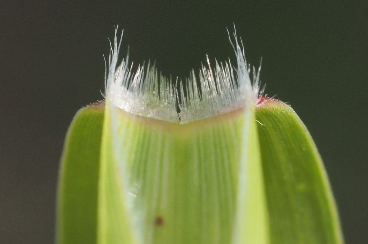 L&auml;hikuva karvoista