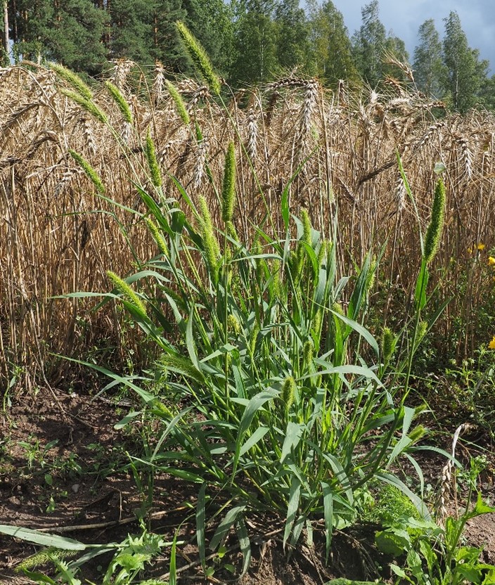 Viherpantahein&auml;