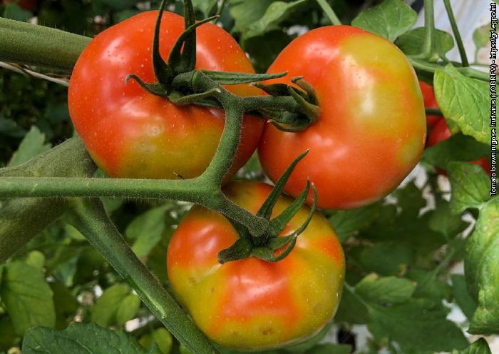 Tomato Brown Rugose Fruit Virus (ToBRFV) p&aring;tr&auml;ffades i tomatplantor