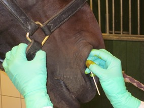 Kuvassa sierainliman&auml;yte otetaan virusn&auml;ytteille tarkoitetulla nukkatikulla mahdollisimman syv&auml;lt&auml; sierainontelon limakalvolta.