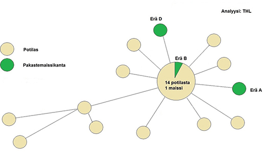 Kuvassa n&auml;kyy, ett&auml; saman tyyppinen Listeria monocytogenes -bakteeri on eristetty Suomessa 21 potilaalta ja 3 maissier&auml;st&auml; (4 potilaasta eristetty&auml; kantaa ovat v&auml;hemm&auml;n samanlaisia).