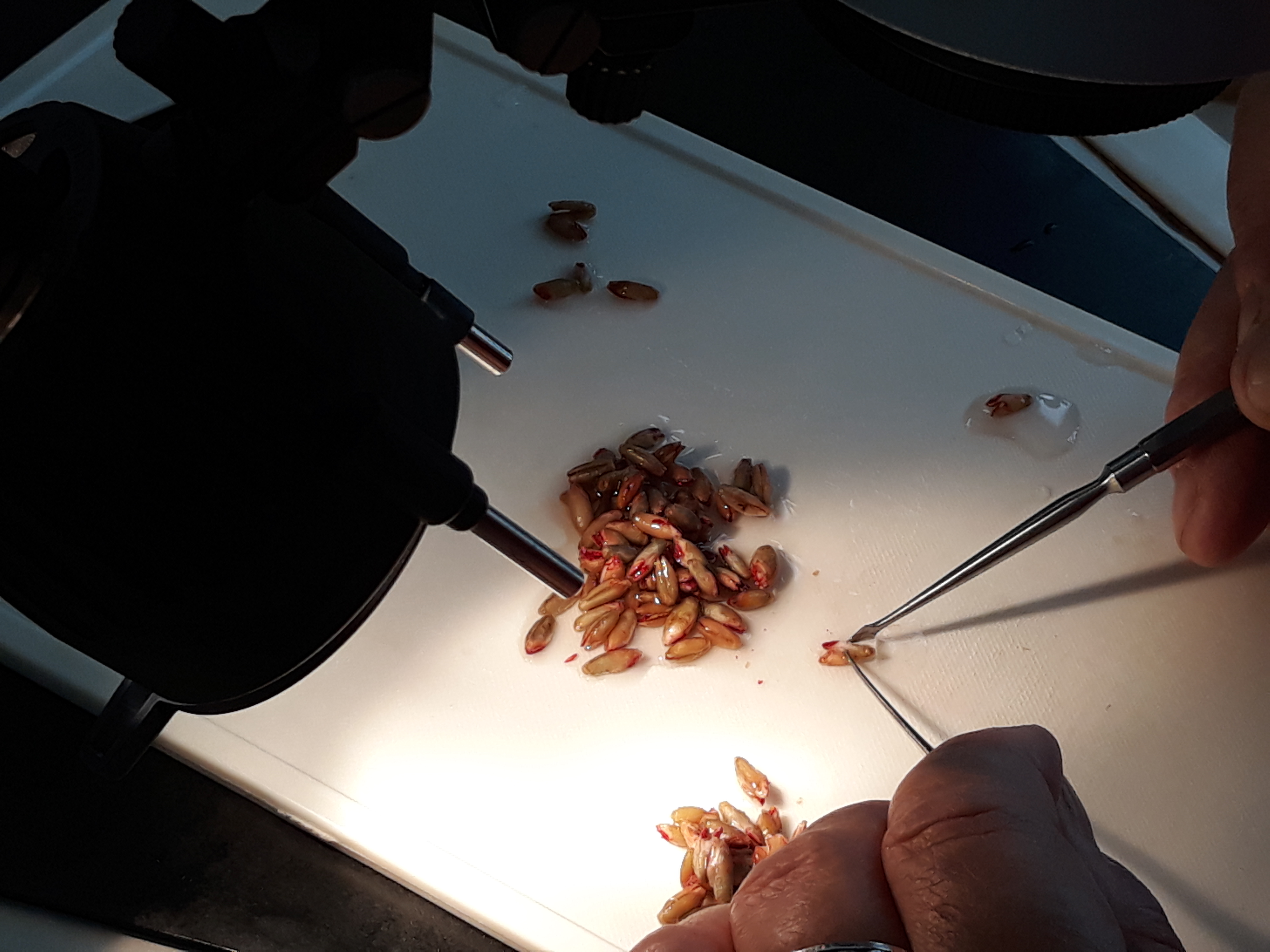 Viljan tetrazolium-n&auml;ytett&auml; tutkitaan mikroskoopin alla. 