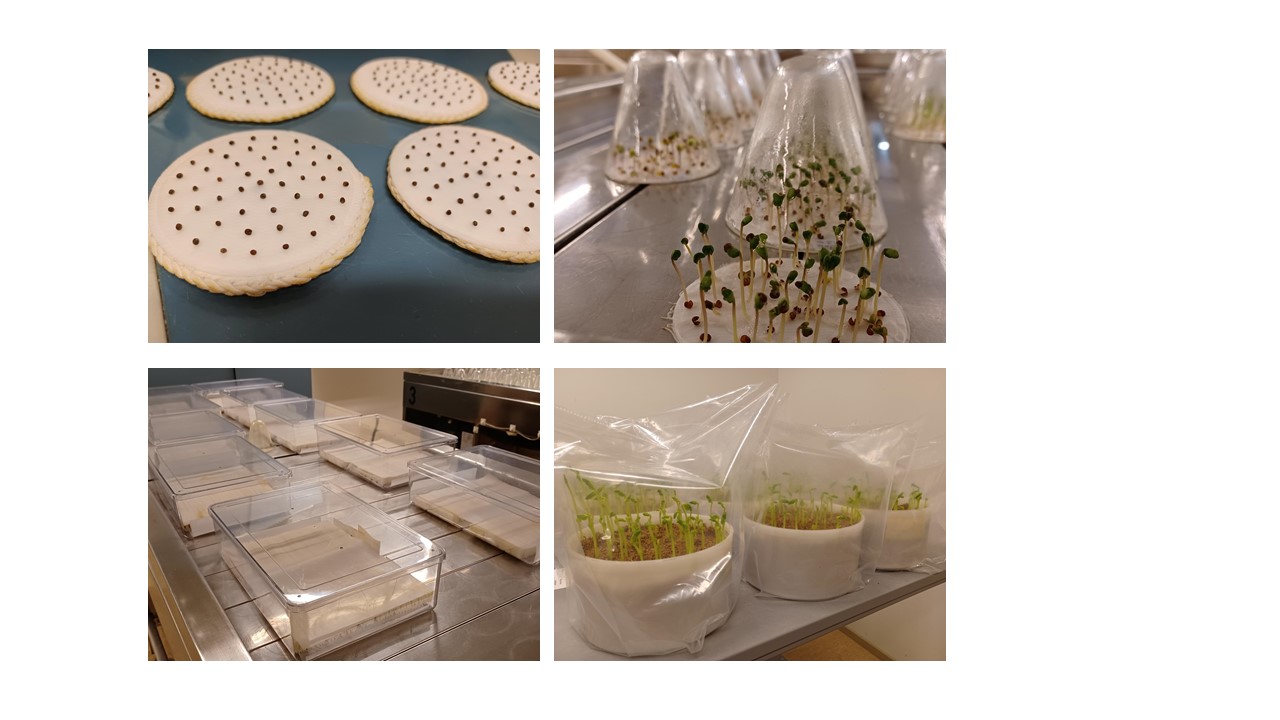 Parsakaalia, pinaattia ja hernett&auml; it&auml;m&auml;ss&auml;