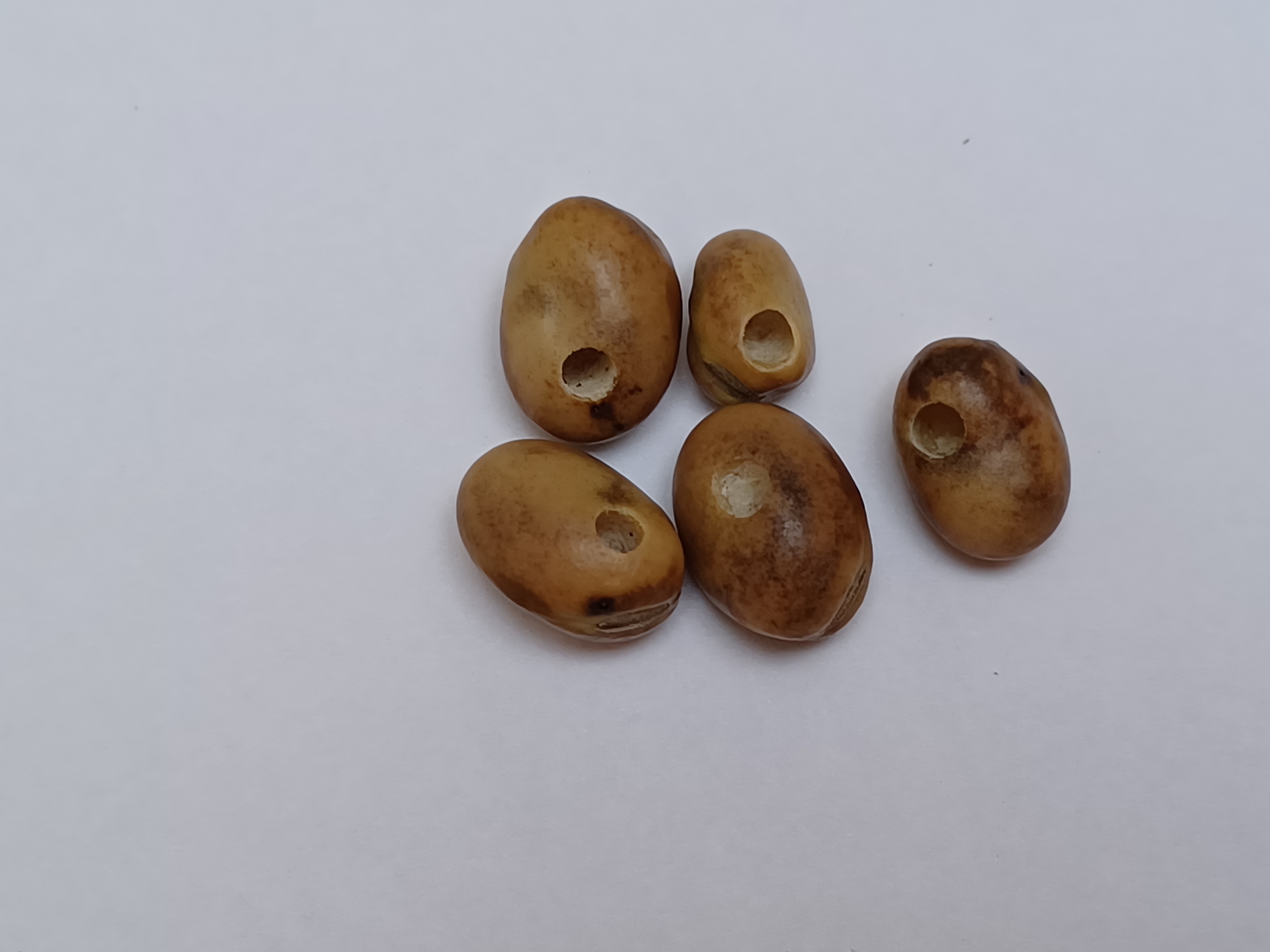 H&auml;rk&auml;papupiilokkaan vioituksia siemenn&auml;ytteess&auml;.jpg