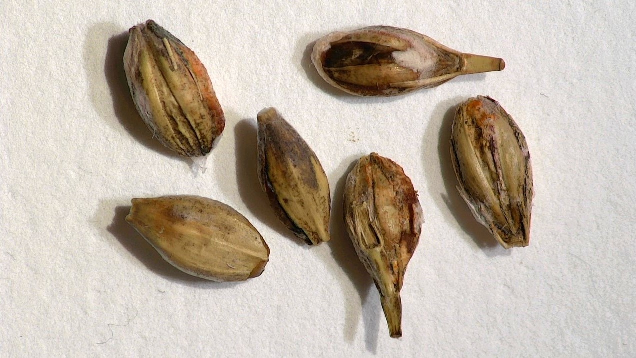 Punahomeen tartuttamia ohransiemeni&auml;.