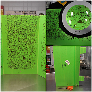 Hy&ouml;nteisansoja, joissa houkutusaineiden houkuttelemia hy&ouml;nteisi&auml;.