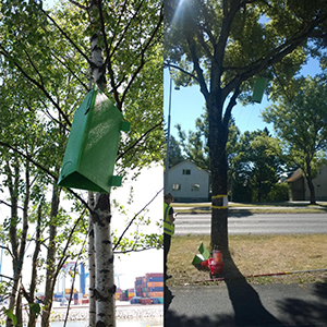 Hy&ouml;nteisansoja puissa. Saarnessa saarnenjalosoukon ansa ja koivussa el&auml;v&auml;n jalosoukon ansa.