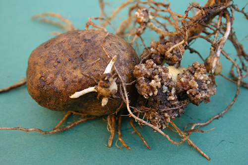 perunasy&ouml;p&auml;_kuvaaja Asko Hannukkala1.jpg