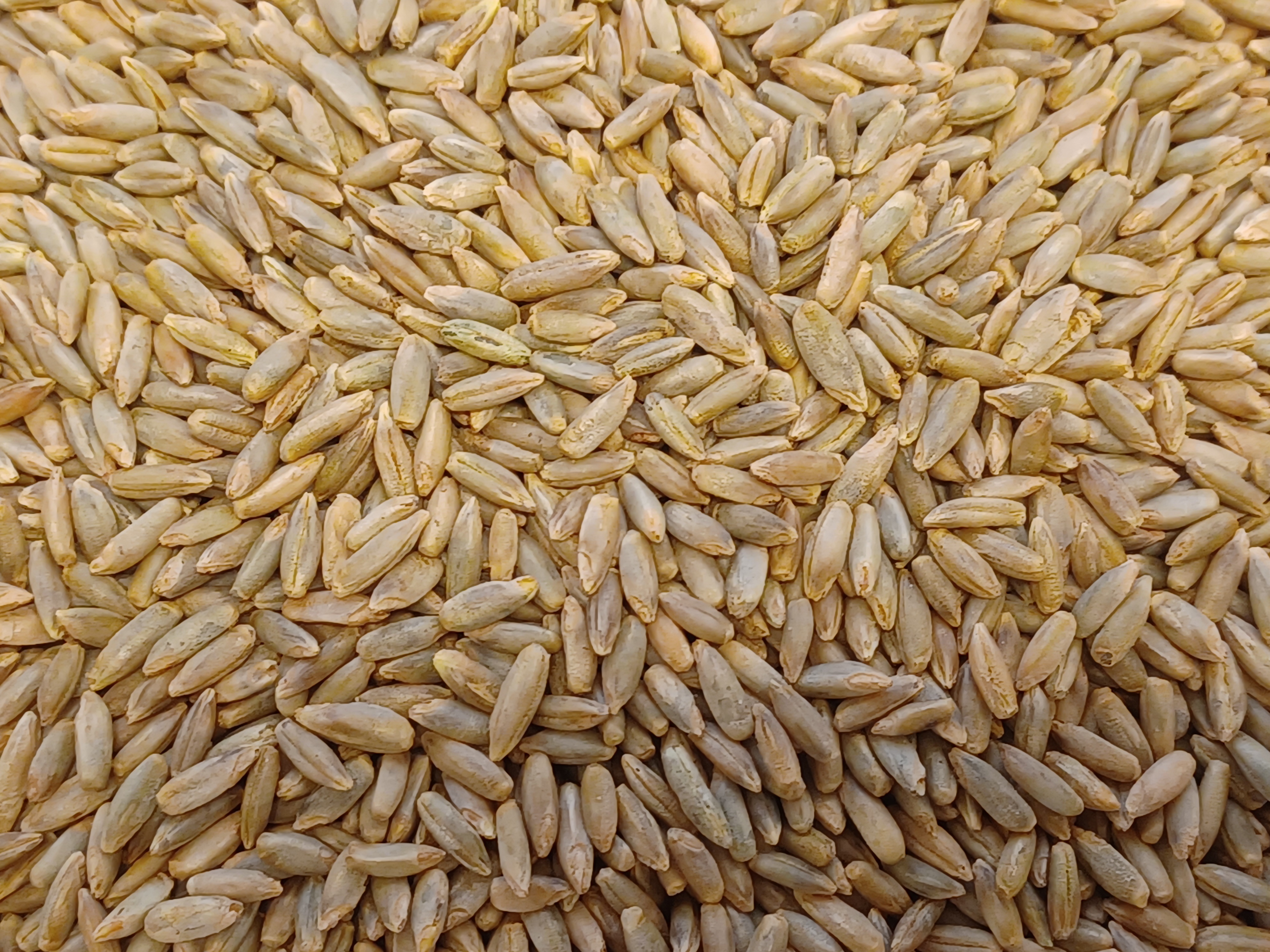 rukiin siemeni&auml;