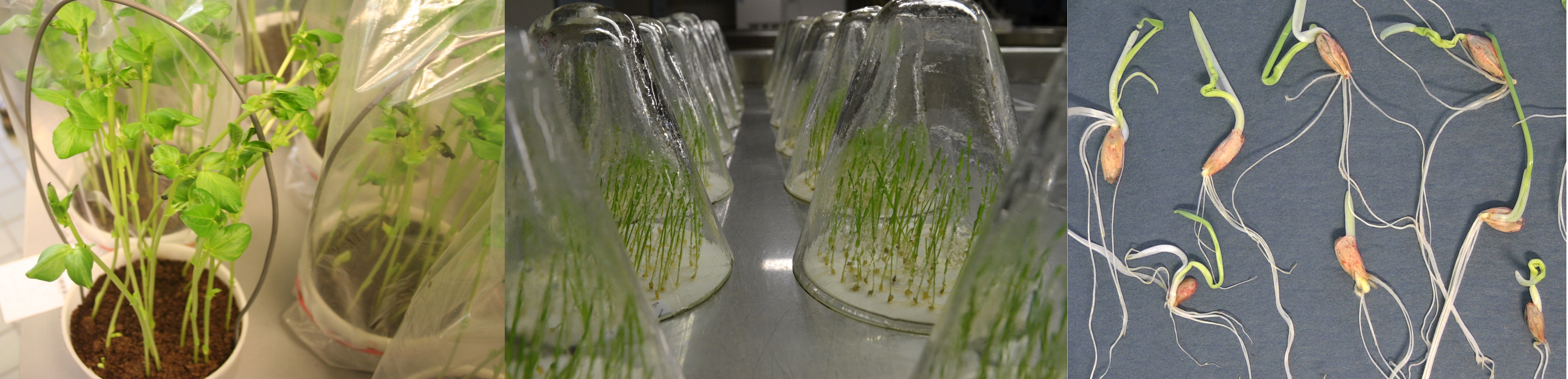 Kuvassa vasemmalla on h&auml;rk&auml;papua it&auml;m&auml;ss&auml; orgaanisessa kasvualustassa py&ouml;re&auml;ss&auml; purkissa. Keskell&auml; timoteita it&auml;m&auml;ss&auml; id&auml;tysaltaalla lasikupujen alla. Oikealla on puintivioittuneita viljan ituja, joissa itutuppi on haljennut. 