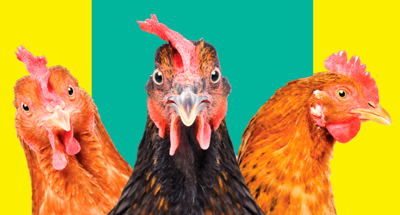 efsa-nobirdflu-campaign.jpg