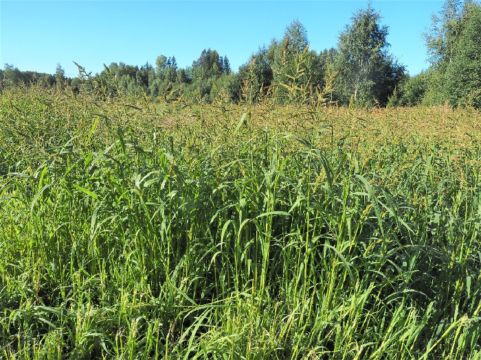 Rikkakananhirssi&auml; pellolla.