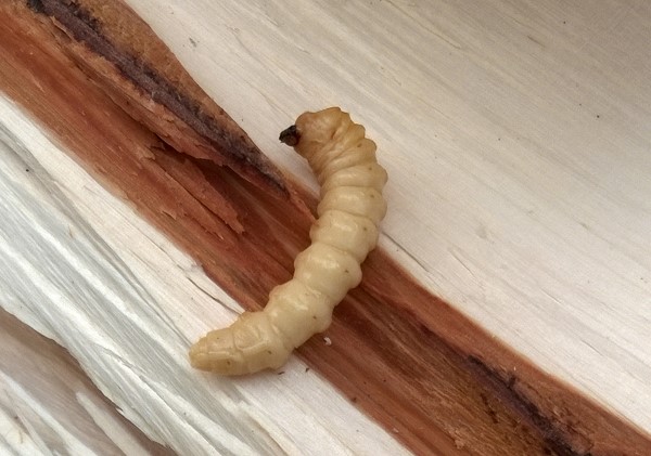 Aasianrunkoj&auml;&auml;r&auml;n vaalea, jalaton toukka k&ouml;ll&ouml;tt&auml;&auml; halkaistun puun p&auml;&auml;ll&auml;. 