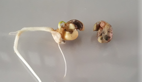 Hernek&auml;&auml;ri&auml;isen toukan vioituksia. 