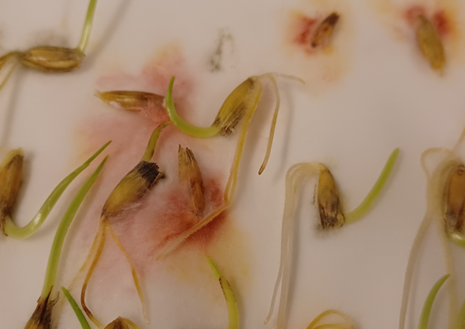 Homevioitusta siemeniss&auml;.