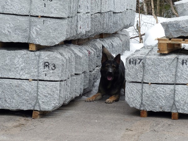 Hajukoira makaa katukivien v&auml;liss&auml;. 