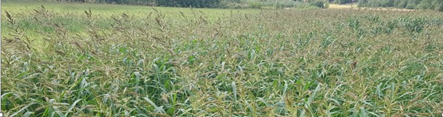 Kananhirssin valtaamaa peltoa, kuva: Petri Hovi.