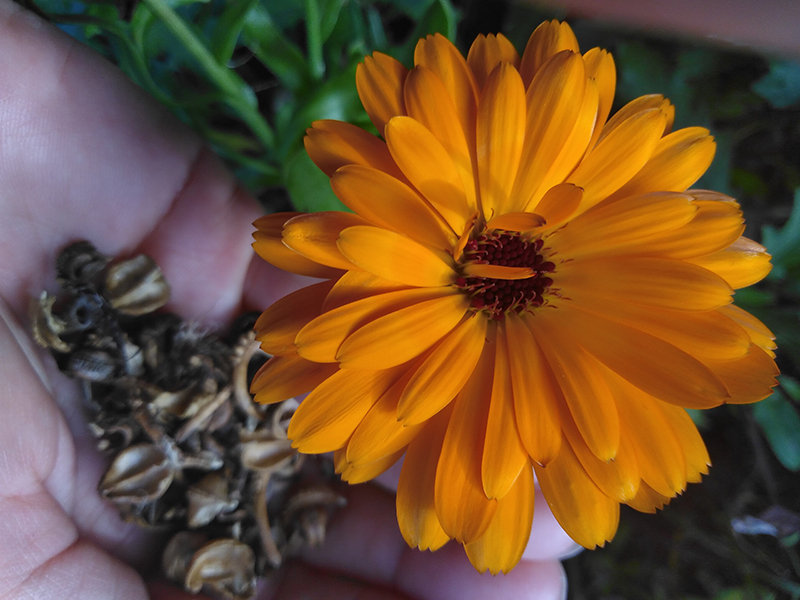 Fr&ouml;n p&aring; handflatan. 