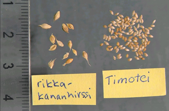 Rikkakananhirssin siement&auml; muiden viljelykasvilajien siementen kanssa: timotei.