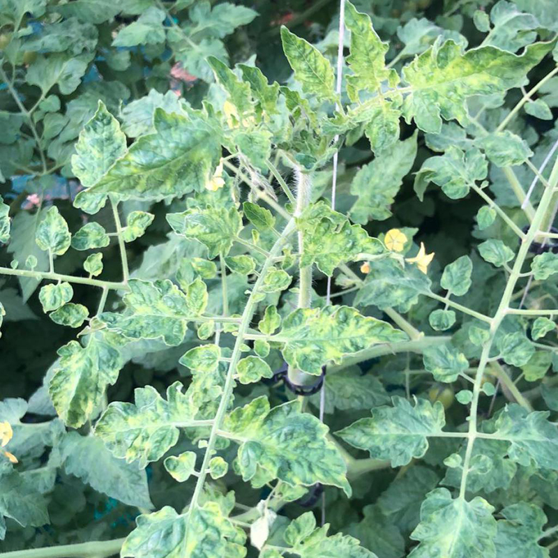 Brokiga tomatbl&auml;der.