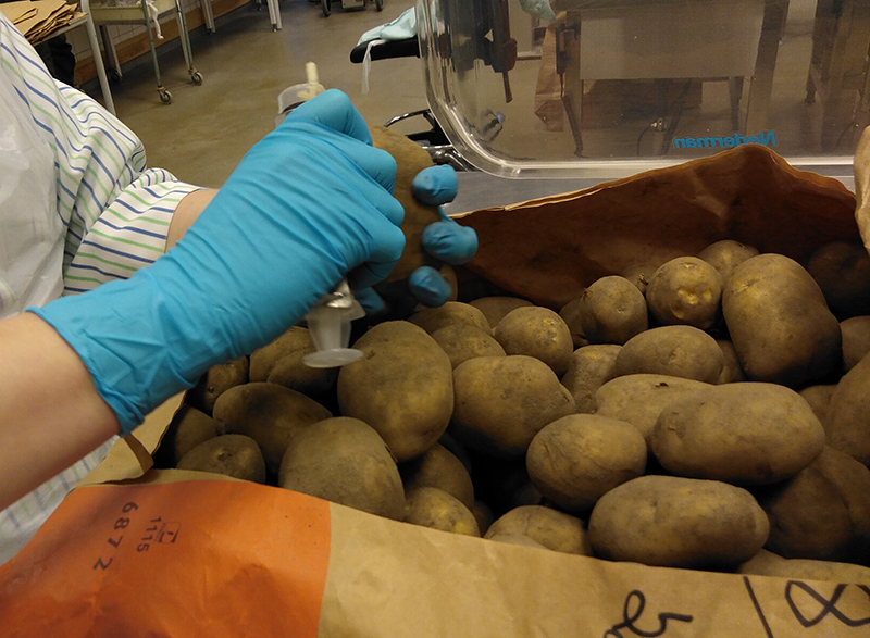 Provtagning av potatiskn&ouml;lar.