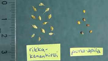 Rikkakananhirssin siement&auml; muiden viljelykasvilajien siementen kanssa: puna-apila.