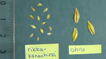 Rikkakananhirssin siement&auml; muiden viljelykasvilajien siementen kanssa: ohra.
