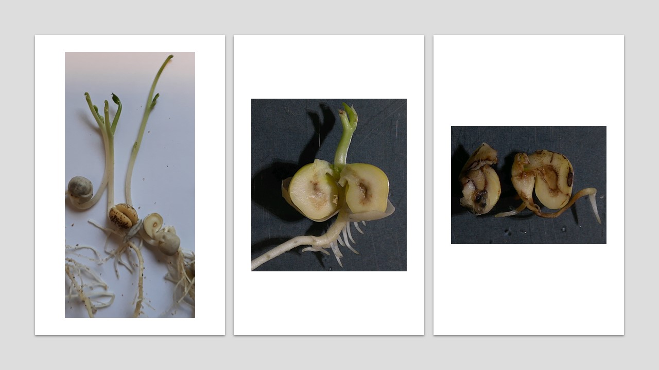 Mangaanin puutos herneell&auml;.JPG