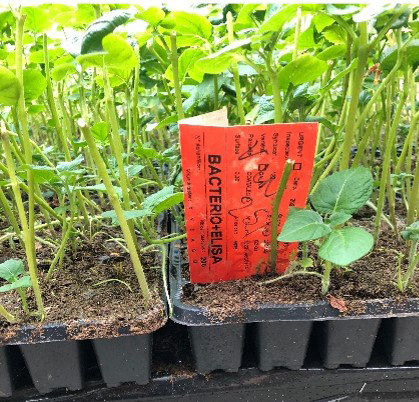 Kennossa olevasta v&auml;rikoodatusta lapusta l&ouml;ytyv&auml;t tiedot mihin analyyseihin n&auml;yte on menossa.